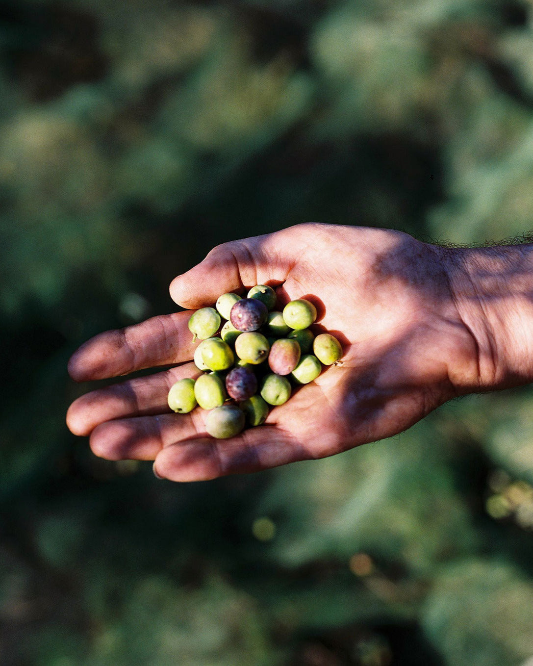 Nov 2024 Harvest: 3L Tin Filtered Delivered